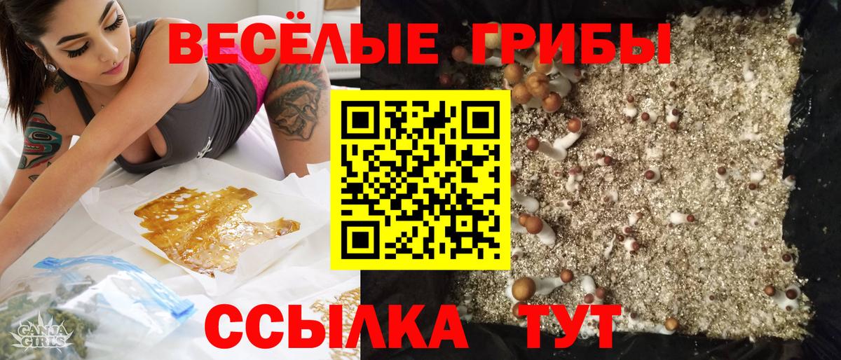 Галлюциногенные грибы Psilocybe Гулькевичи